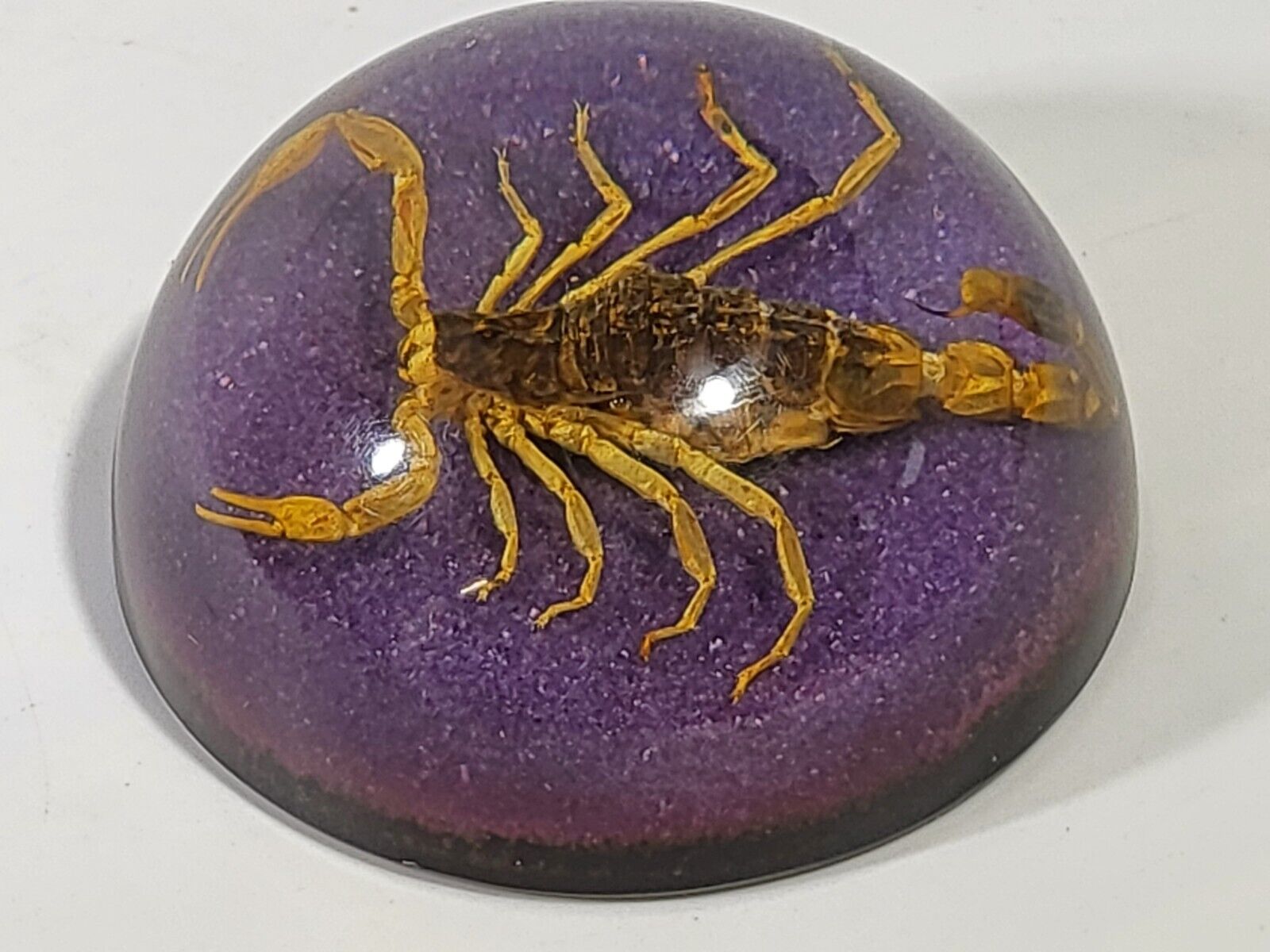 Vintage Real Scorpion Lucite Dome Paperweight Taxidermy Purple 2.5\