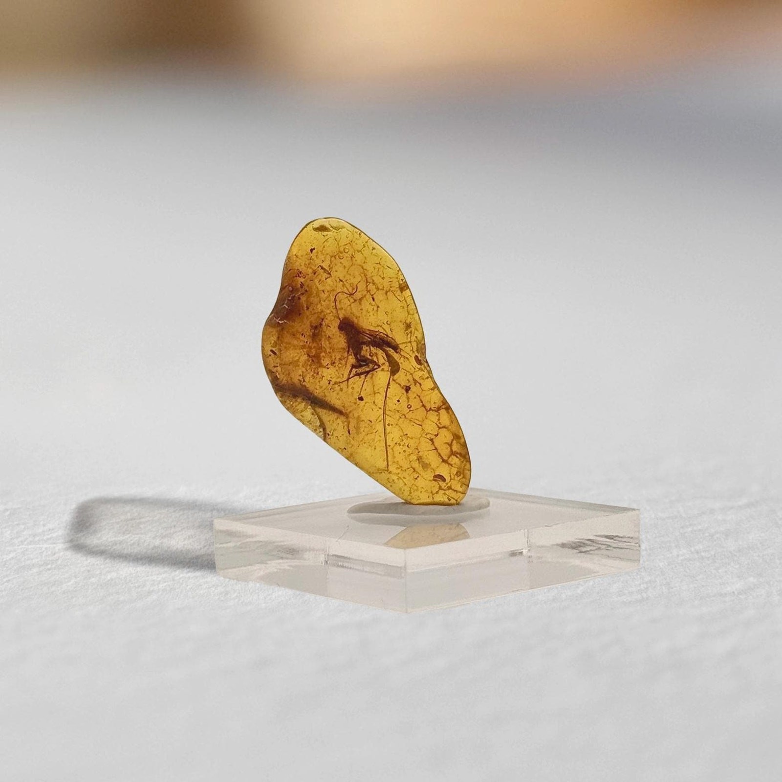 LONG TAIL WASP inclusion in Baltic amber fossil / 100% genuine amber 