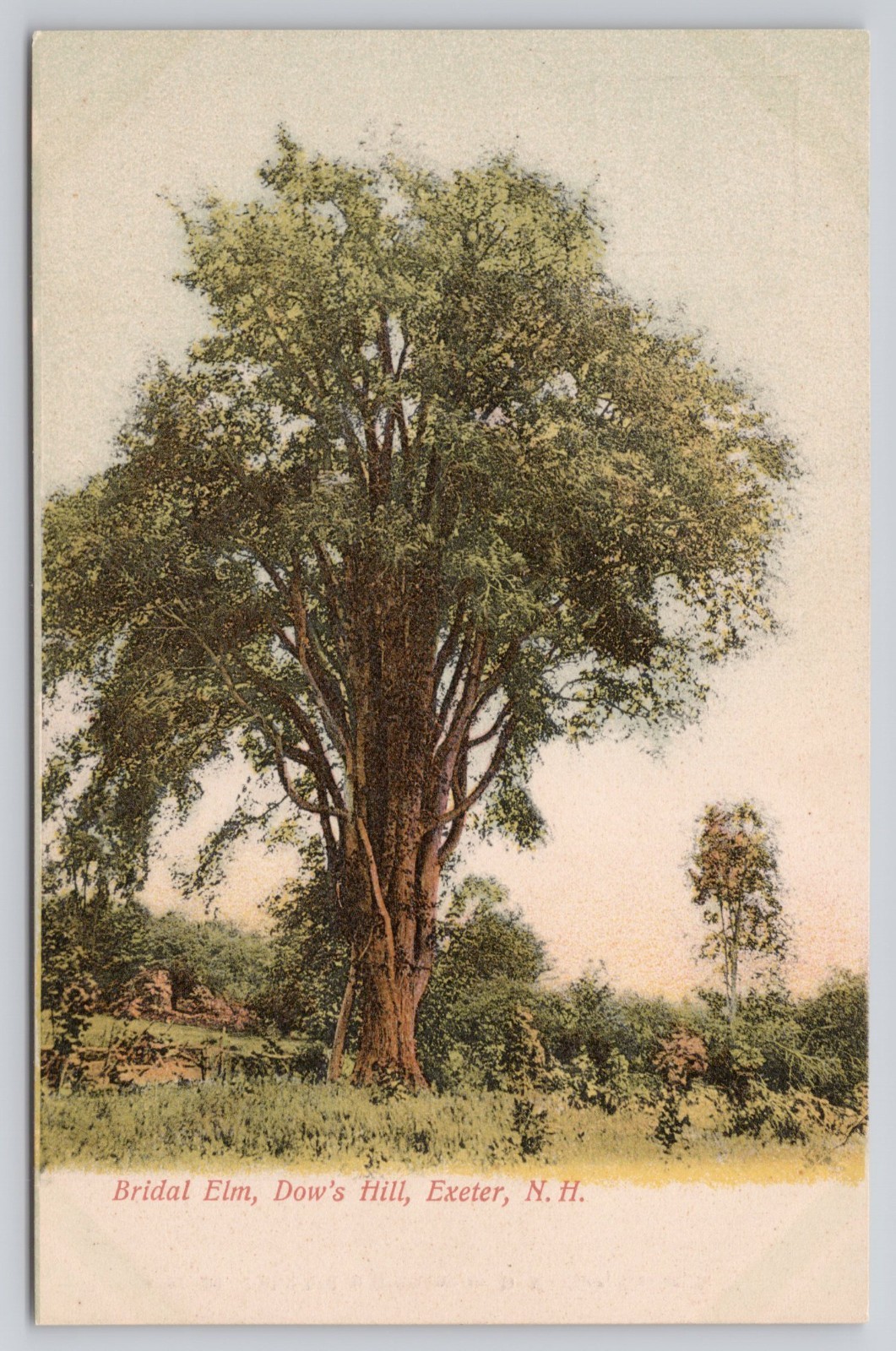Bridal Elm Tree Dow\'s Hill Exeter NH New Hampshire Unposted UDB Antique Postcard