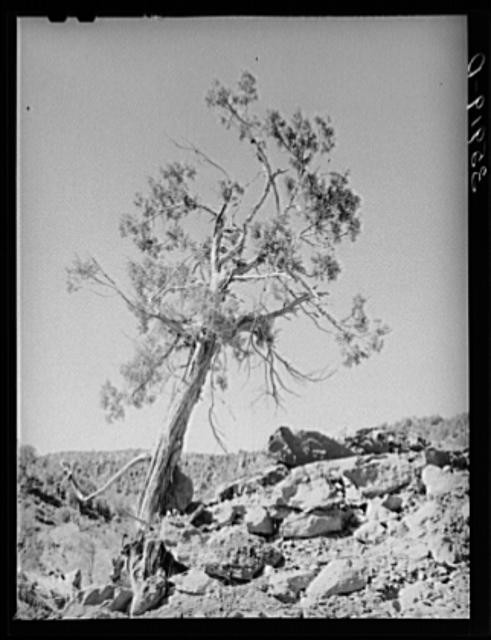 Navajo County Arizona 1900s Western Juniper Carrizo Creek Valley Tree