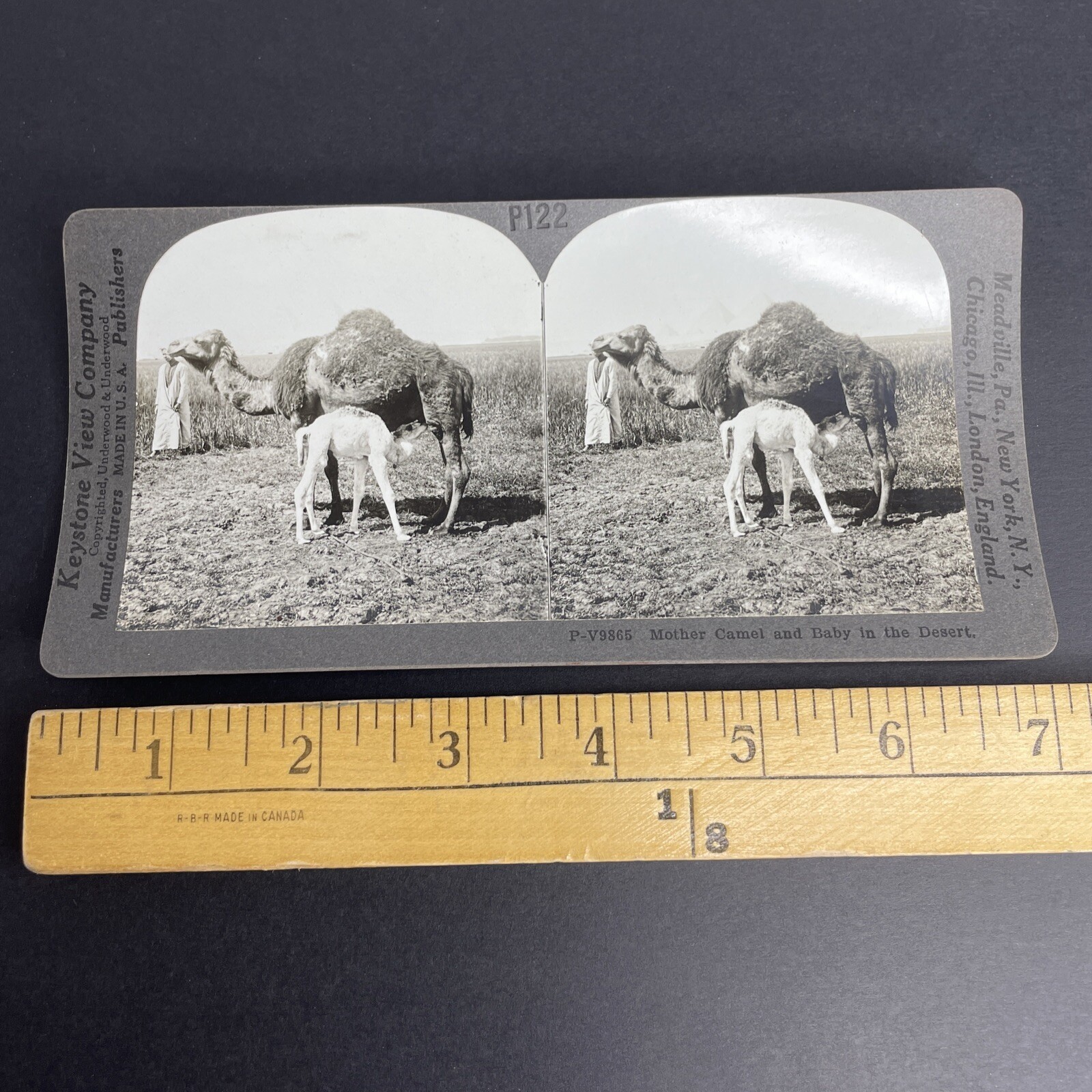 Mother Camel & Baby Stereoview Keystone View Co. 1912 Desert Scene Animals