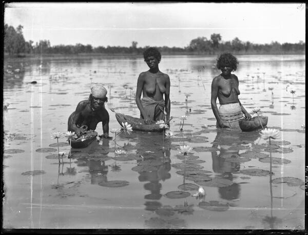 Aboriginal Indigenous women collecting water plants - Old Photo