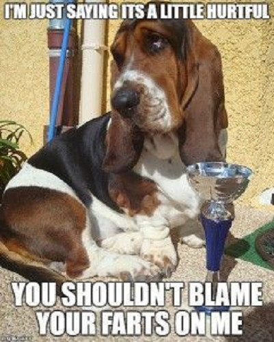 Funny Basset Hound  refrigerator magnet 3 1/2x 4 1/2 