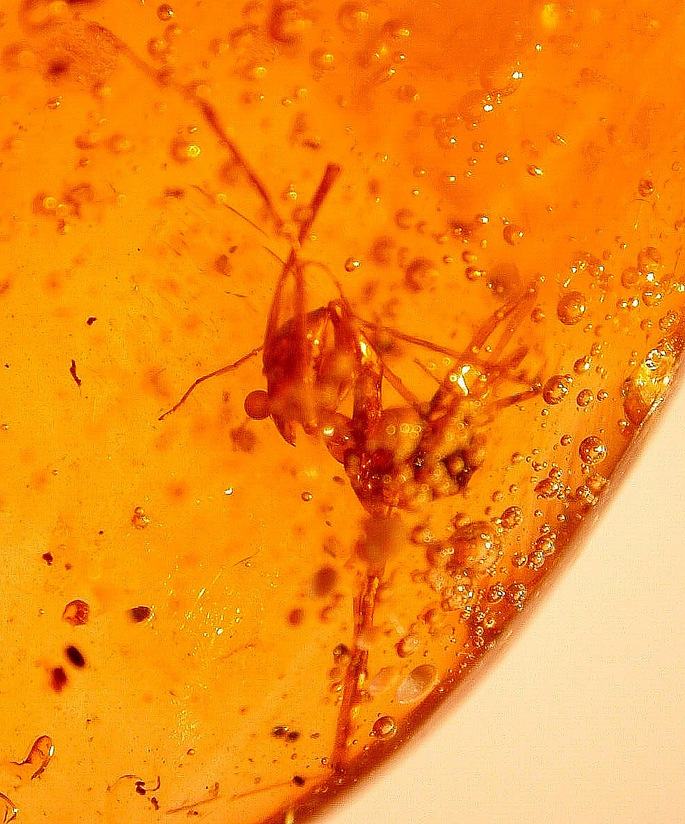 Ultra RARE Extinct Genus Leptomyrmex Ant in Dominican Amber Fossil Gemstone