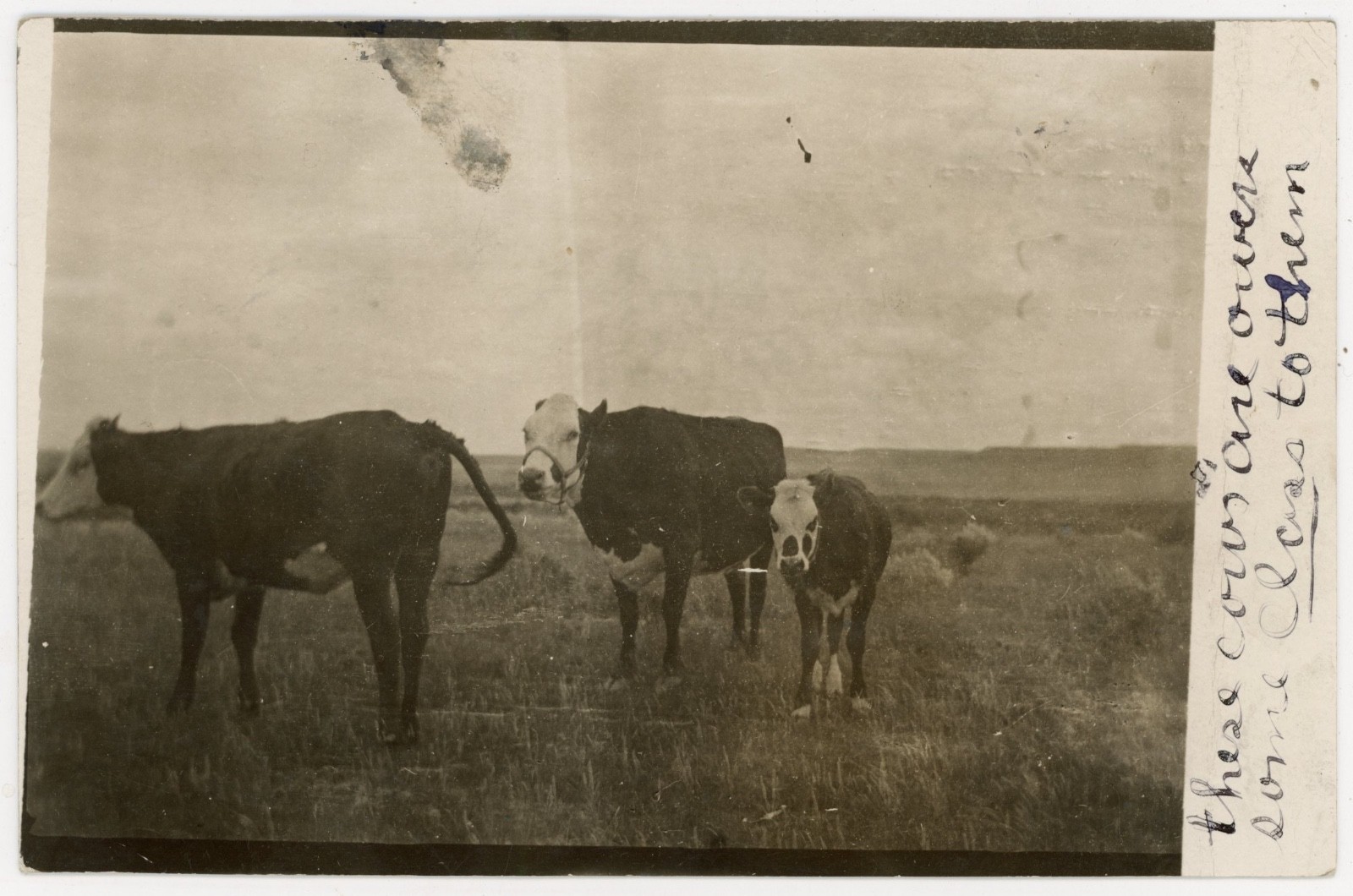 Cushman Montana - Cattle Ranch RPPC - scarce 1911 DPO cancel to Frazee Minnesota