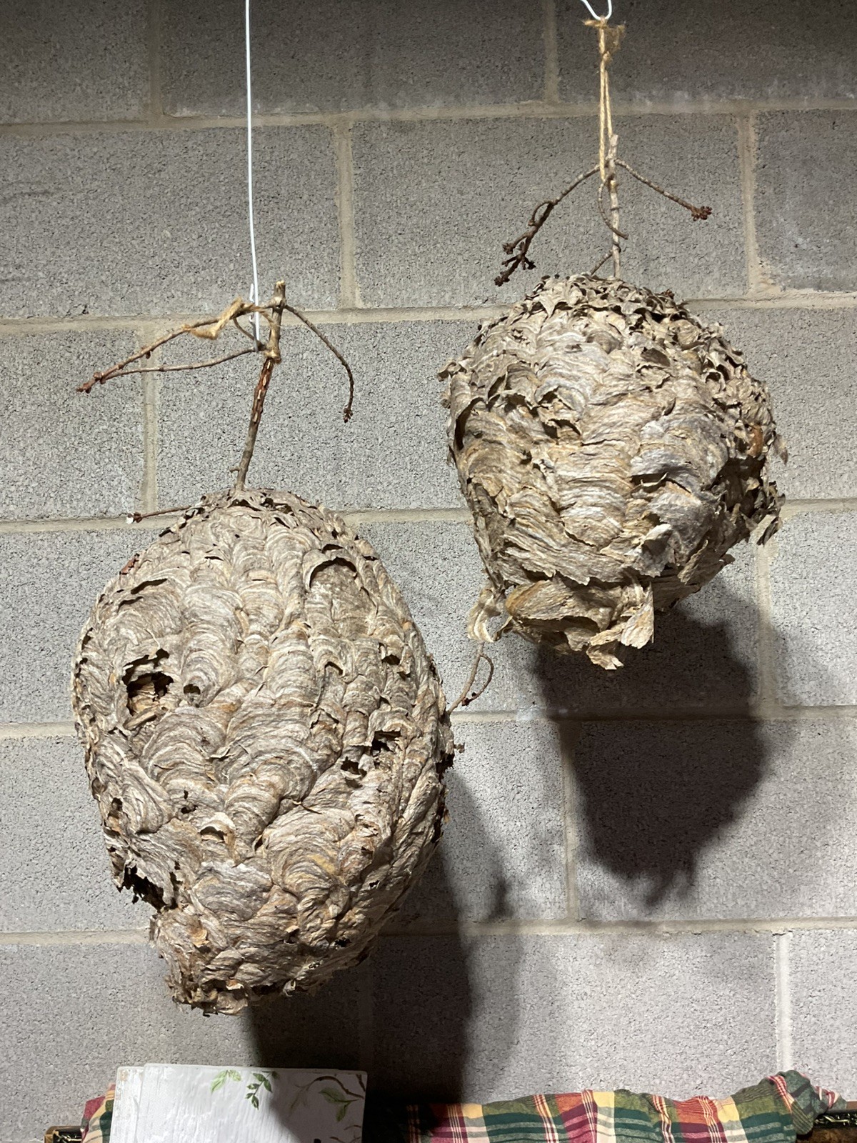 2 Bald-Faced HORNET'S NESTS~ 11” x 10” & 9”x 10” ~ nice pair