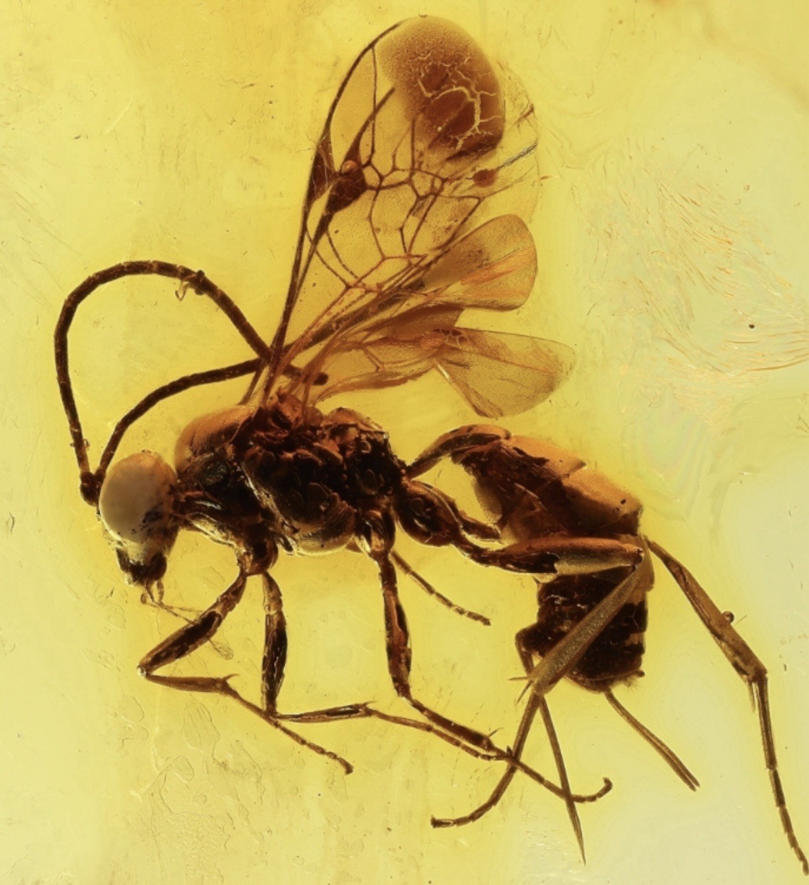 Dominican Amber Natural - With Various Insects & Plants- EARLY CHRISTMAS SALE