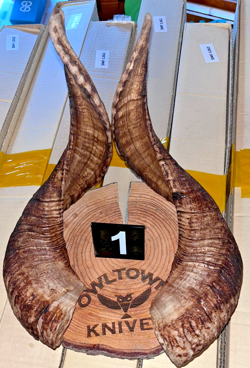 #1 Matched Pair TWO Nepalese Himalayan Ram Horns, 20 inch, free US shipping