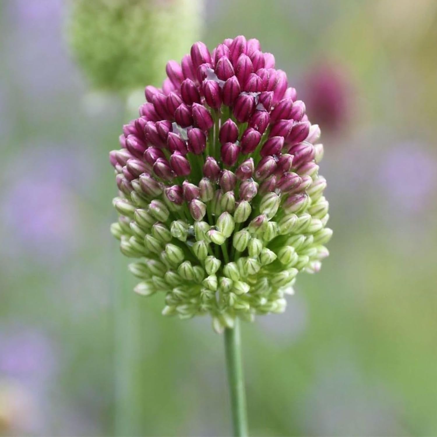 Drumstick Allium - Perennial Allium Drumstick Bulbs (Allium 25 Pack Drumstick Allium - Perennial Allium Drumstick Bulbs (Allium 25 Pack