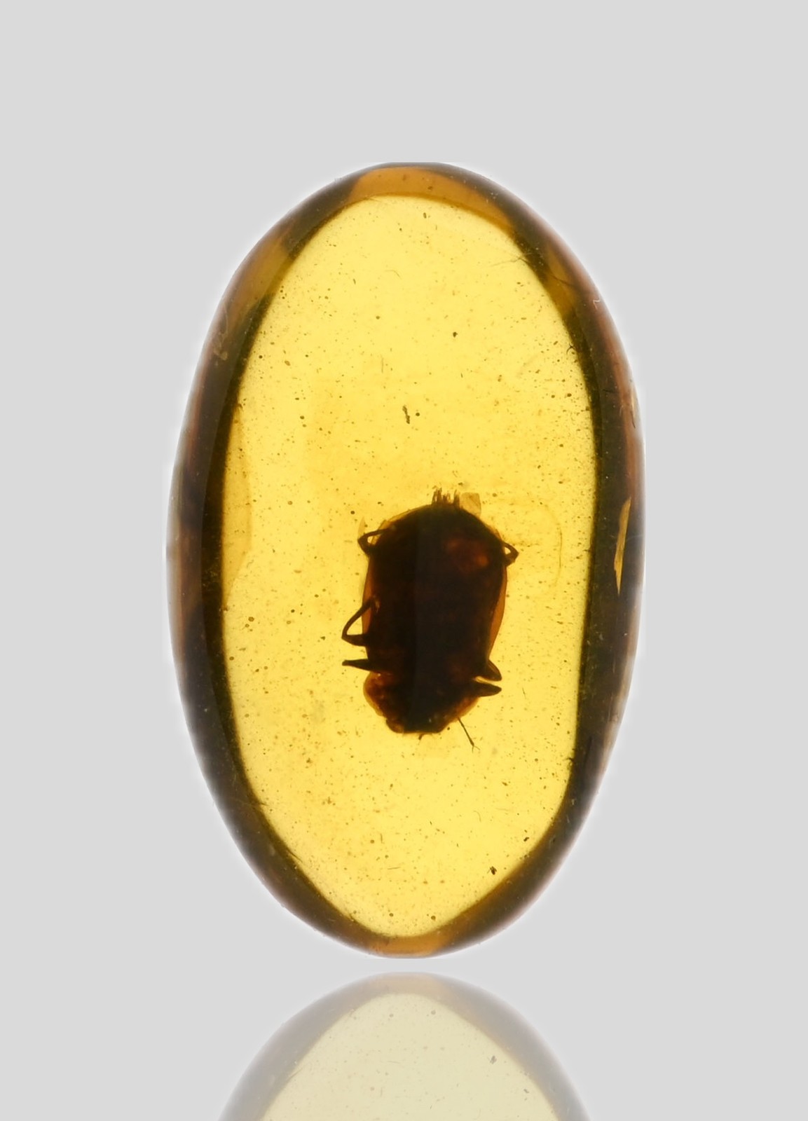 Detailed Coleoptera (Beetle), Fossil Insect Inclusions in Burmese Amber