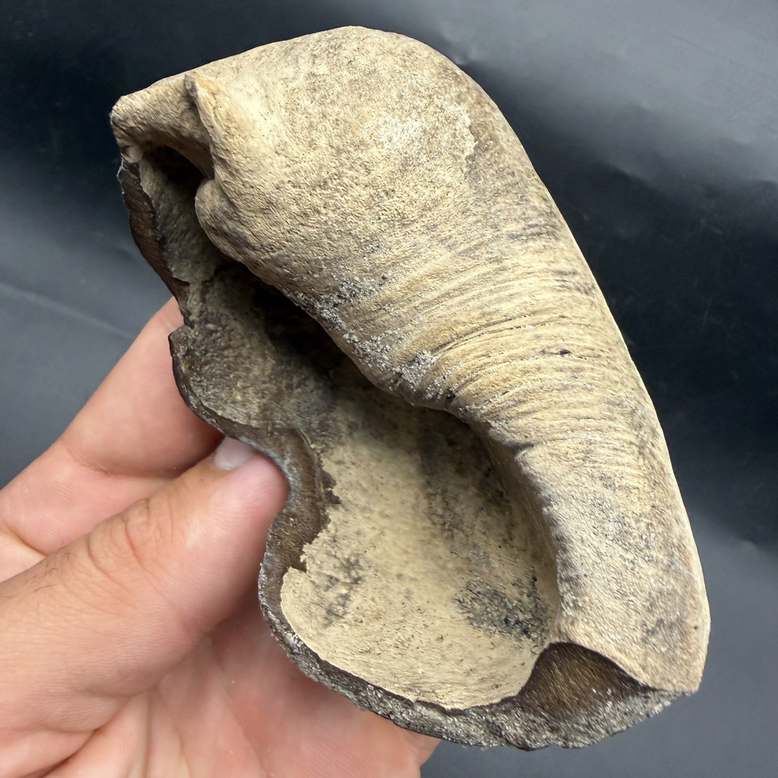 HIGH QUALITY CETACEAN EARBONE FOSSIL MARINE MAMMAL GIANT SARASOTA Co. FL