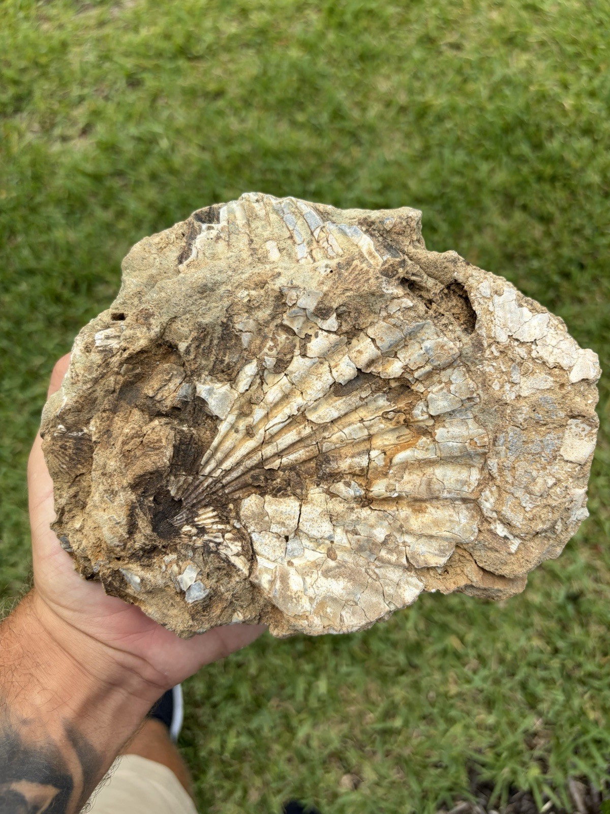 Fossil Shell Castings - Chesapectan Shells From The Choptank Formation MD