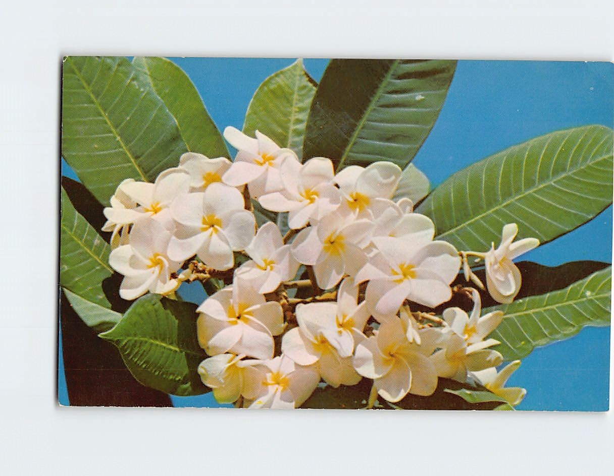 Plumeria P-134520