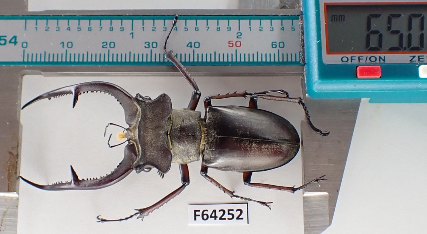 F64252. Unmounted insects, Lucanidae: Lucanus kraatzi giangae. Vietnam North