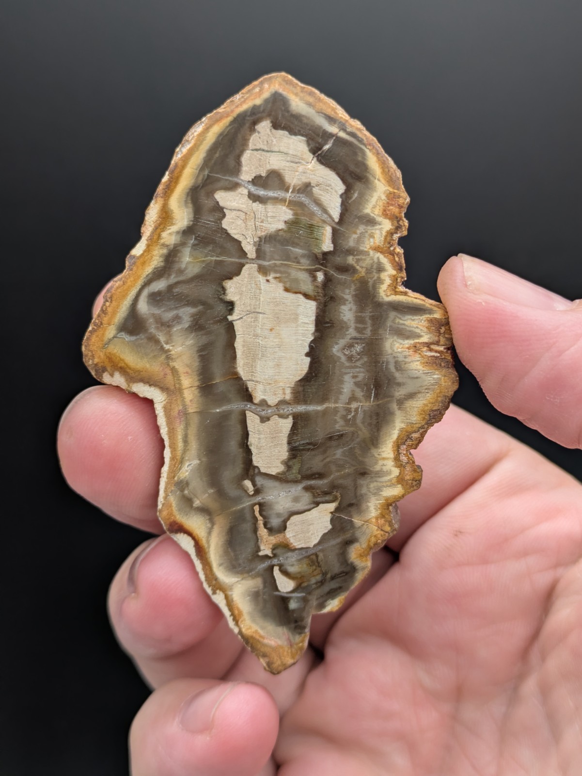 Polished Petrified Wood, 45 grams, 3.1 Polished Petrified Wood, 45 grams, 3.1