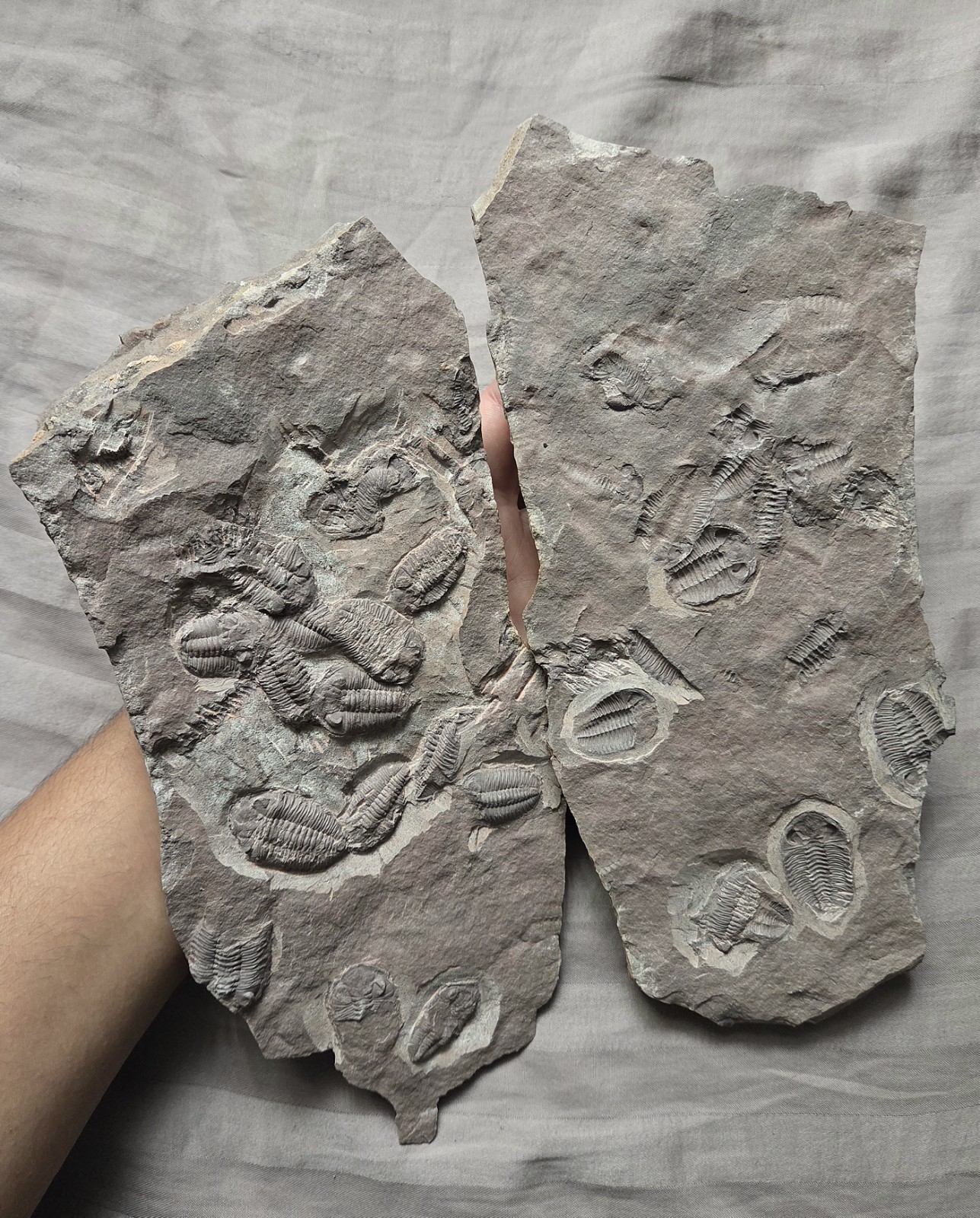 Rare Stunning Trilobite Fossil Mortality Death Plates Arthropods From Morocco 