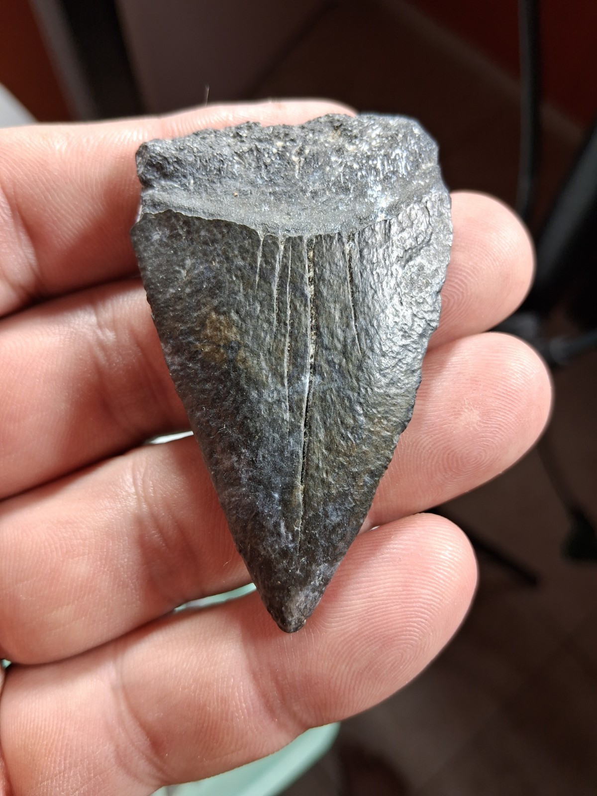  BIG Florida GREAT WHITE TOOTH  Oddity Venice Florida DIGESTED TOOTH👀👀👀 2.56