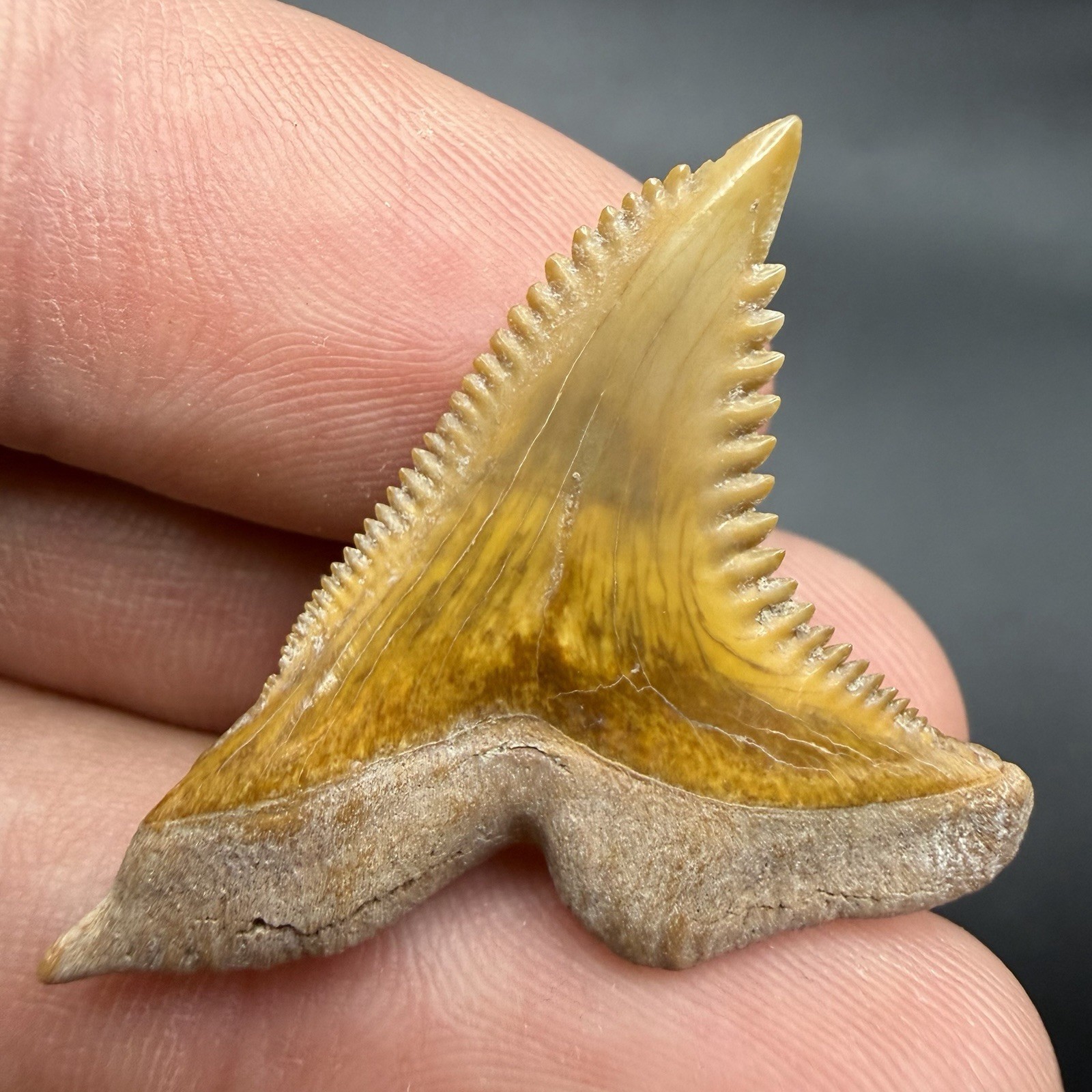 Gem Quality Hemipristis Shark Tooth 1.45” Bone Valley FL