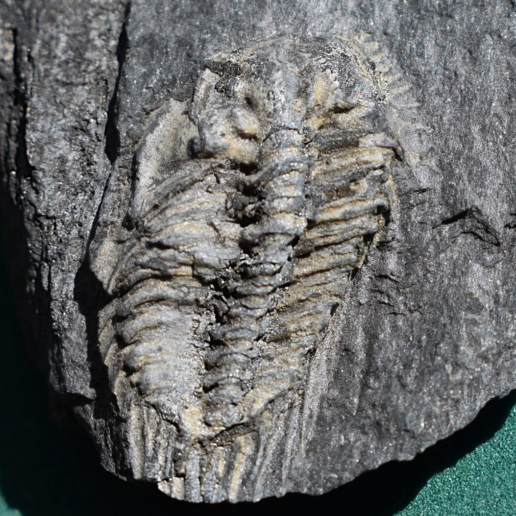 Trilobite, Leonaspis chacaltayana - Bolivia silurian - trilobite fossil