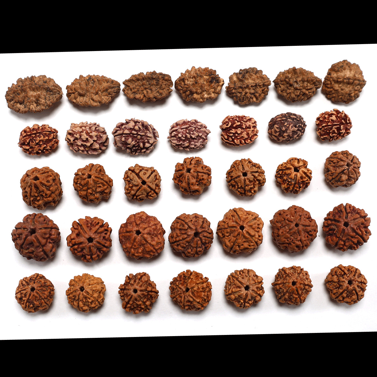 Set 35 Pcs Natural Rudraksha Java Beads 2,3,4,5,6 Mukhi Genuine (7 Pcs Of Each) Set 35 Pcs Natural Rudraksha Java Beads 2,3,4,5,6 Mukhi Genuine (7 Pcs Of Each)