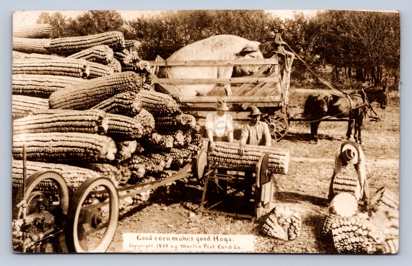 K2/ Schenectady New York RPPC Postcard c1910 Martin Exaggeration  Corn 258