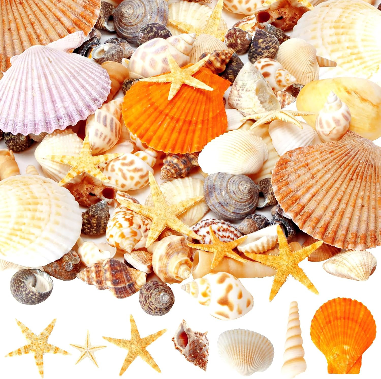 Mixed Sea Shells, 80+ Pcs Beach Seashells Starfish, Various Sizes Ocean
