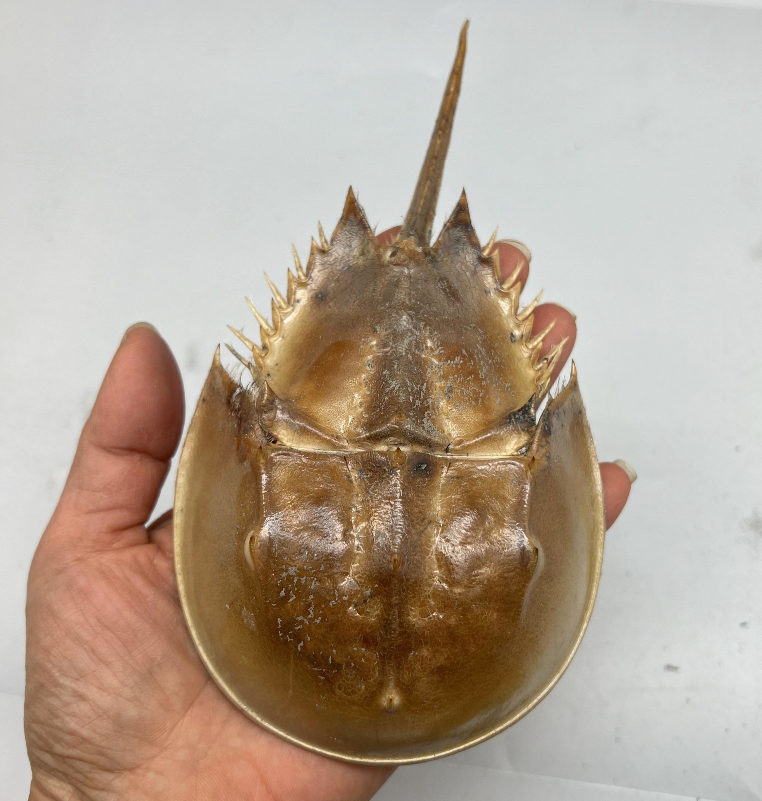 1PC Dried Molted Horseshoe Crab Shells - 6\