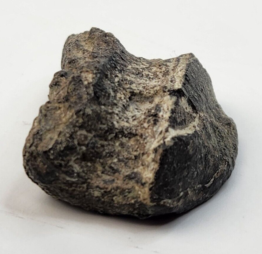 Maiasaura Odontoid Process of the Axis Fossil - Two Medicine Fm. - Teton Co., MT