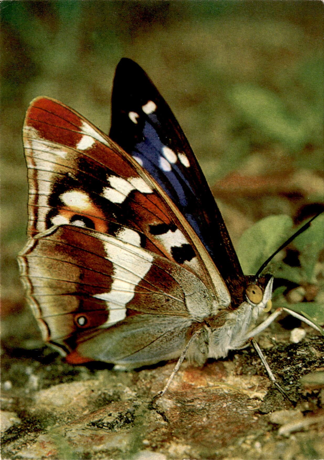 Apatura iris L, Grosser Schillerfalter, Purple Emperor, Grand mars Postcard Apatura iris L, Grosser Schillerfalter, Purple Emperor, Grand mars Postcard
