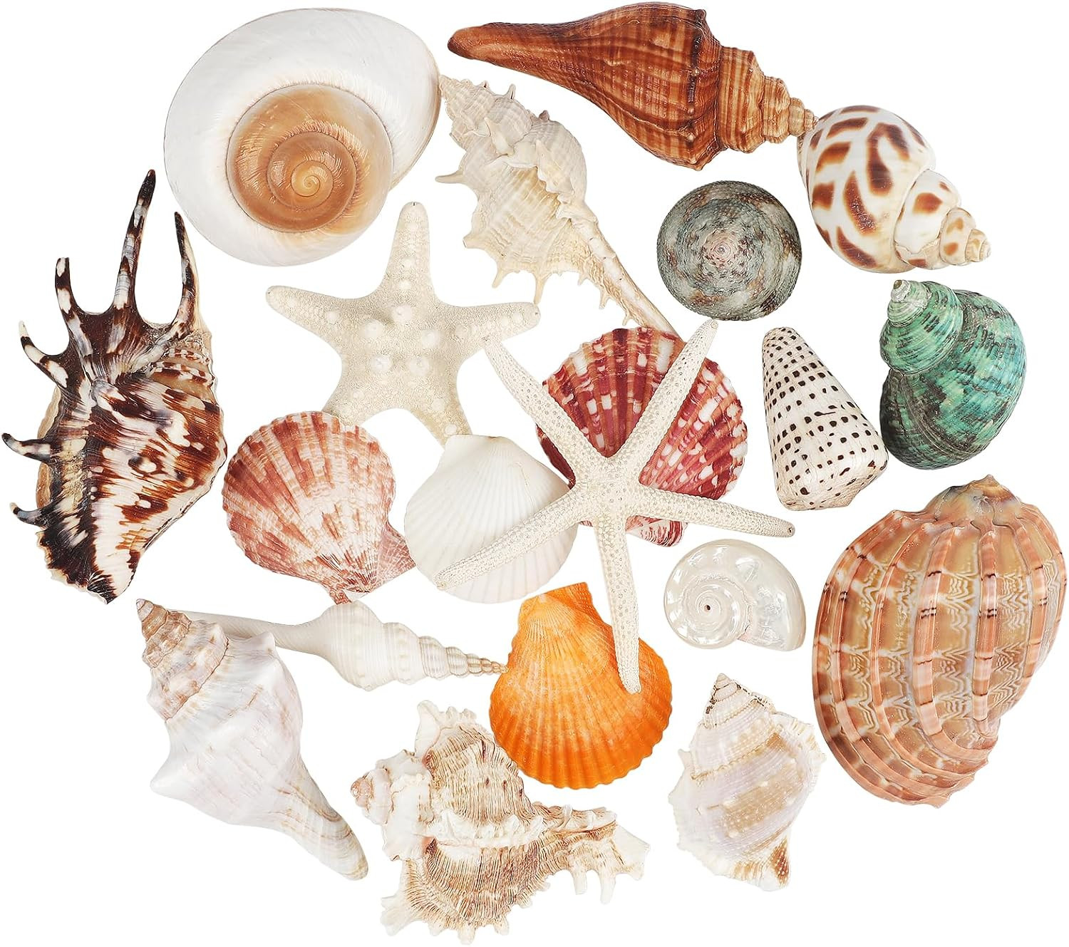 20 PCS Large Seashells Mixed Beach Sea Shells Conch and Ocean Starfish,Natura... 20 PCS Large Seashells Mixed Beach Sea Shells Conch and Ocean Starfish,Natura...