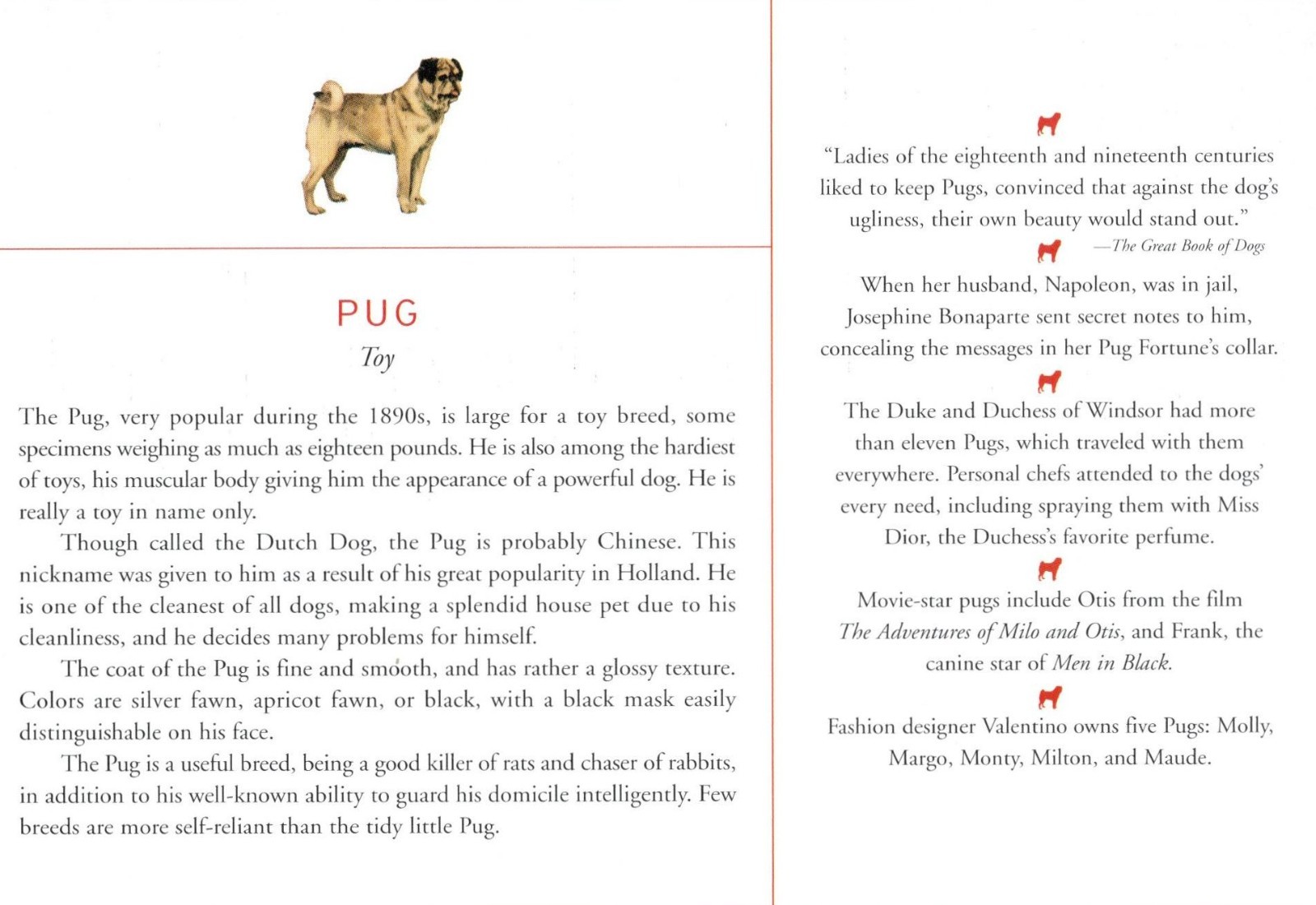Pug - CUSTOM MATTED Dog Art Print - Breed Description and History