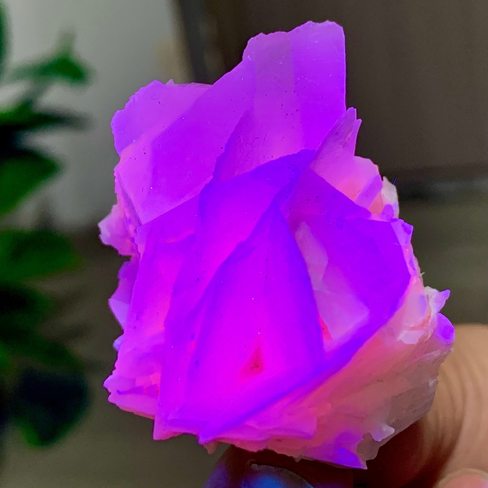 62G Natural Rose Clachite crystal Specimen Turning pink under UV light