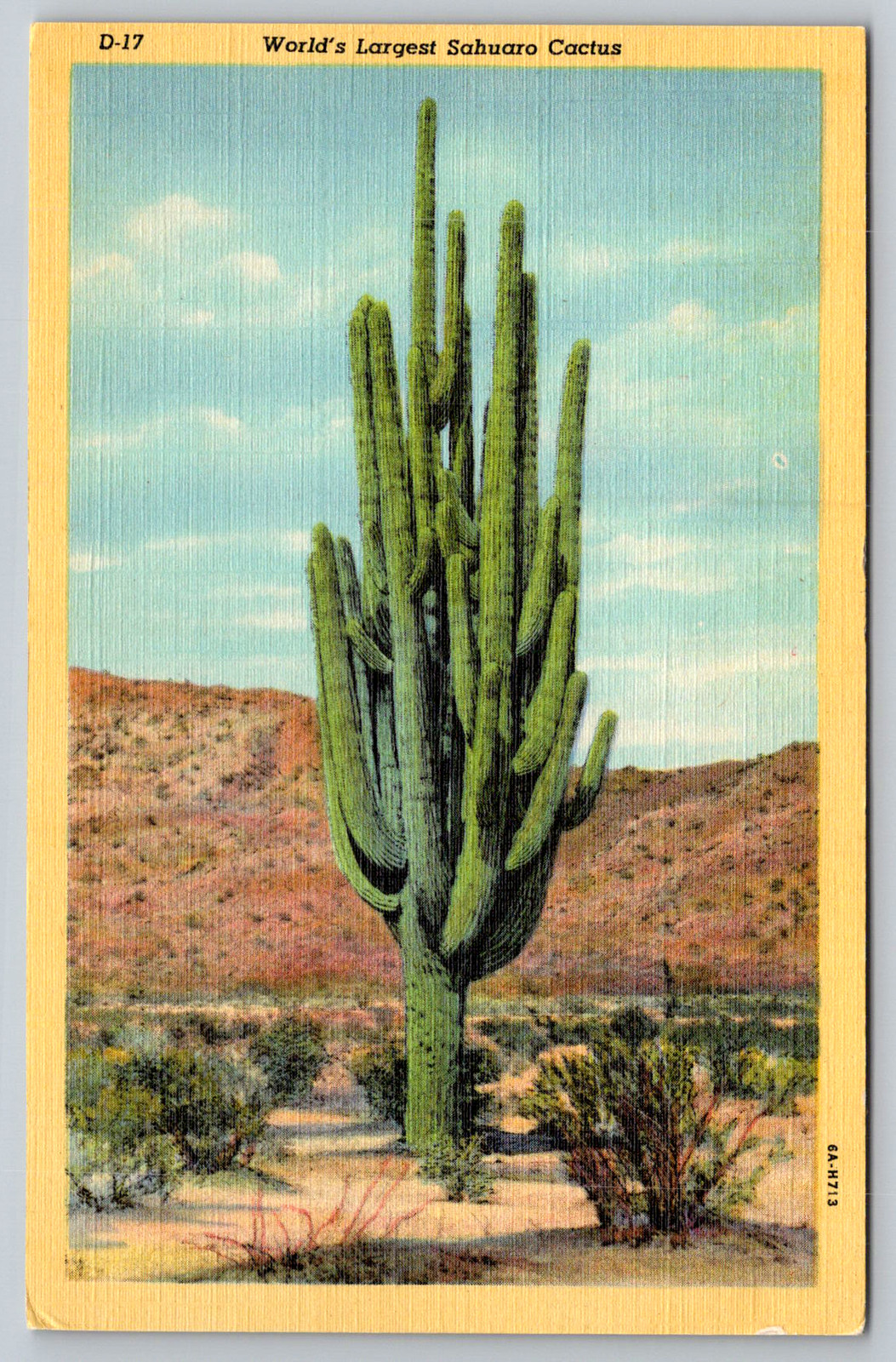 c1940s World\'s Largest Sahuaro Cactus Tucson Arizona Linen Postcard