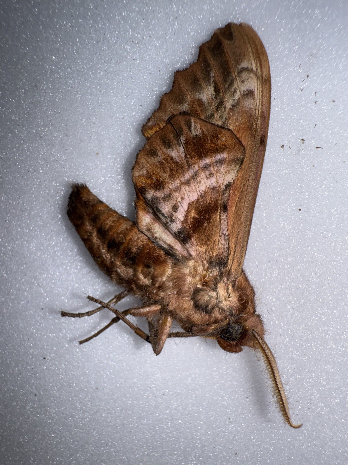 JS 10 - Paonias excaecata (Smith, 1797) Blind-eyed Sphinx 2 JS 10 - Paonias excaecata (Smith, 1797) Blind-eyed Sphinx 2