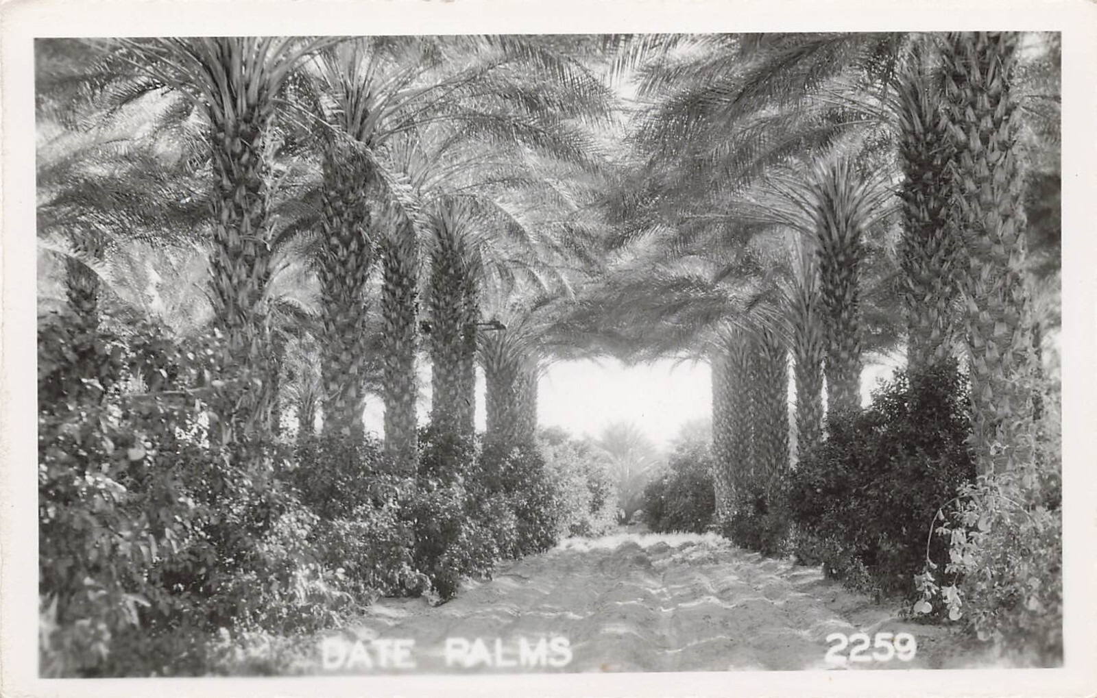 DATE PALM TREES REAL PHOTO POSTCARD MIAMI FL FLORIDA 1940s RPPC