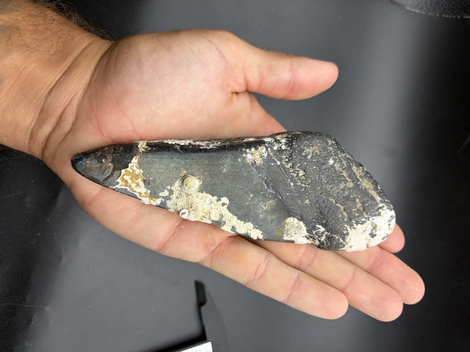 HUGE Megalodon Tooth Half 5.73” Real Megalodon Tooth Fossil North Carolina