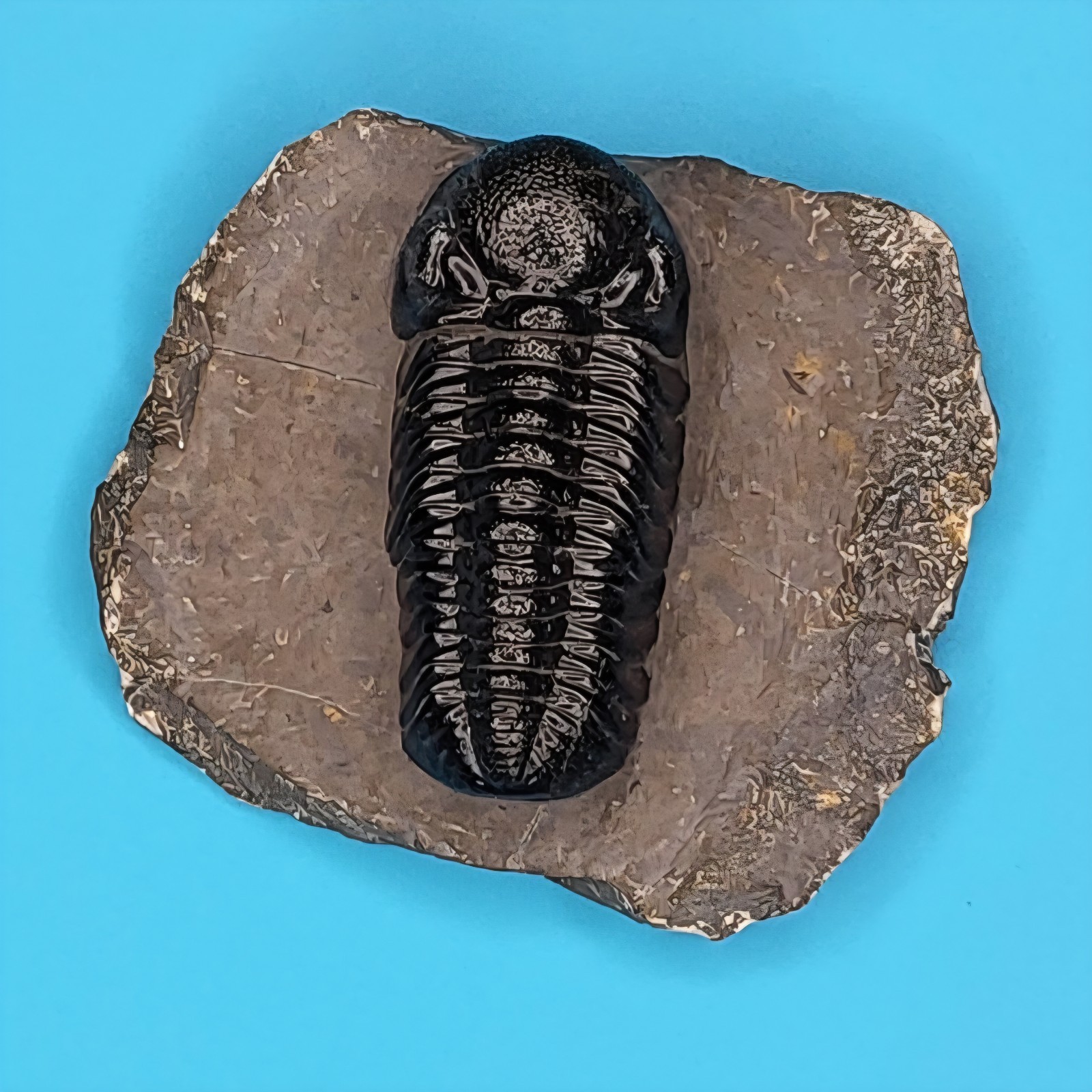 Phacops Rana Fossil Trilobite Atlas Mountains Morocco Professionally Prepared #3 Phacops Rana Fossil Trilobite Atlas Mountains Morocco Professionally Prepared #3