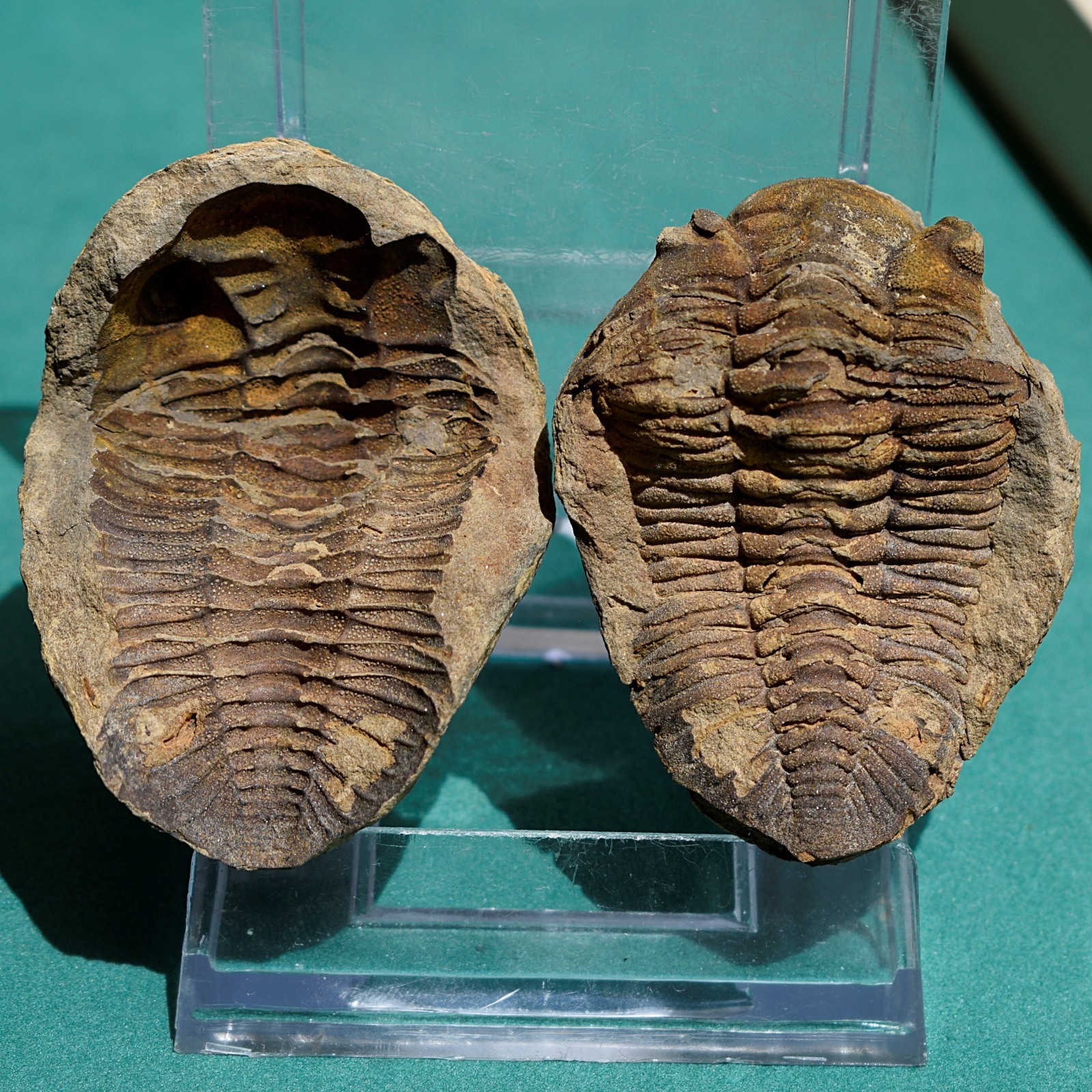 Trilobite, Eldredgeia eocryphaeus: Bolivia devonian trilobite fossil Trilobite, Eldredgeia eocryphaeus: Bolivia devonian trilobite fossil