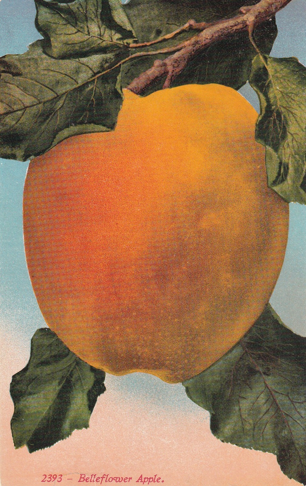 Belleflower Apple (Malus domestica) --POSTCARD