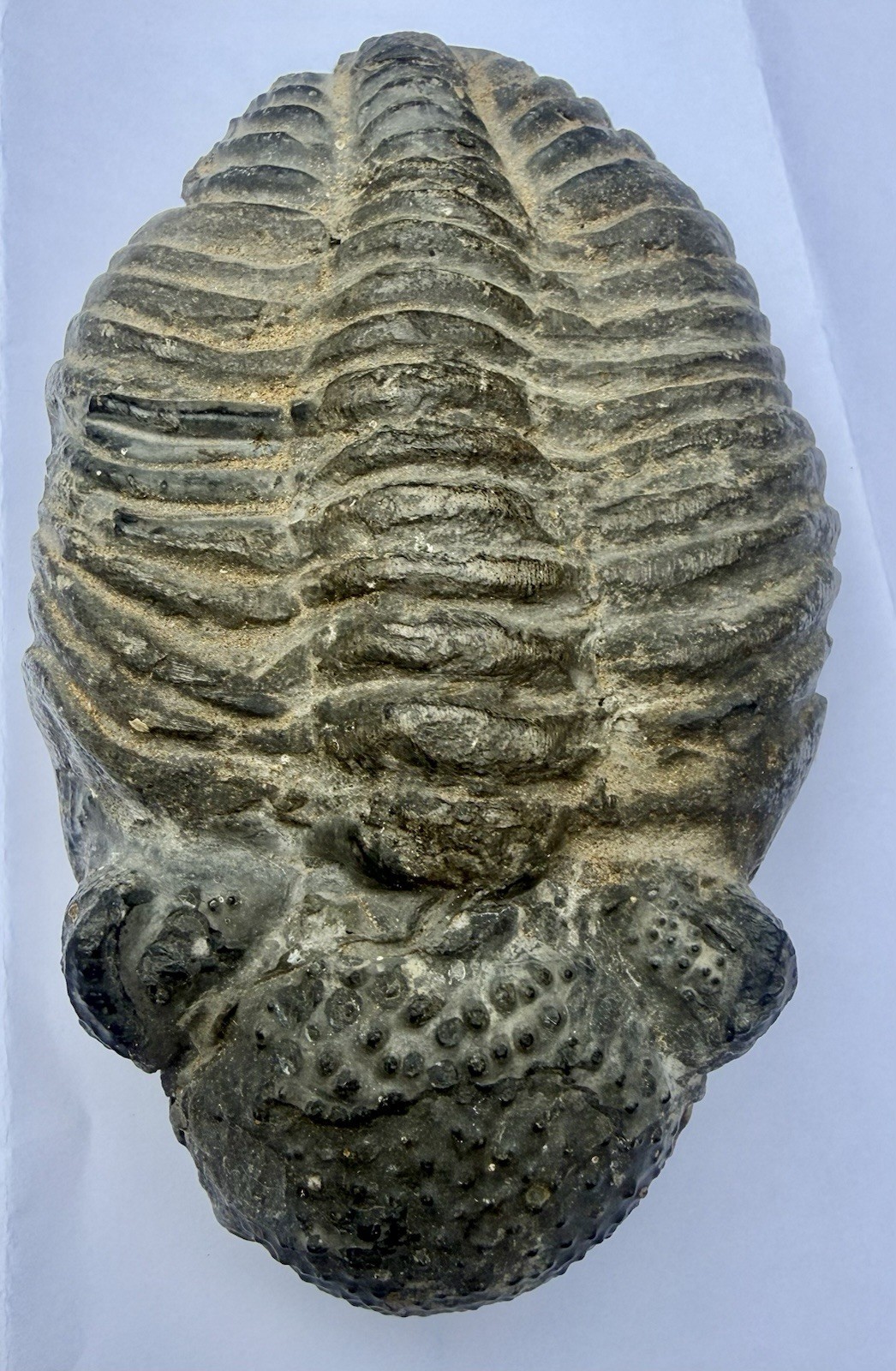 ANTIQUE 5” X 3” X 1 3/4” Thick TRILOBITE DROTOPS MEGALOMANICUS FOSSIL 482 grams
