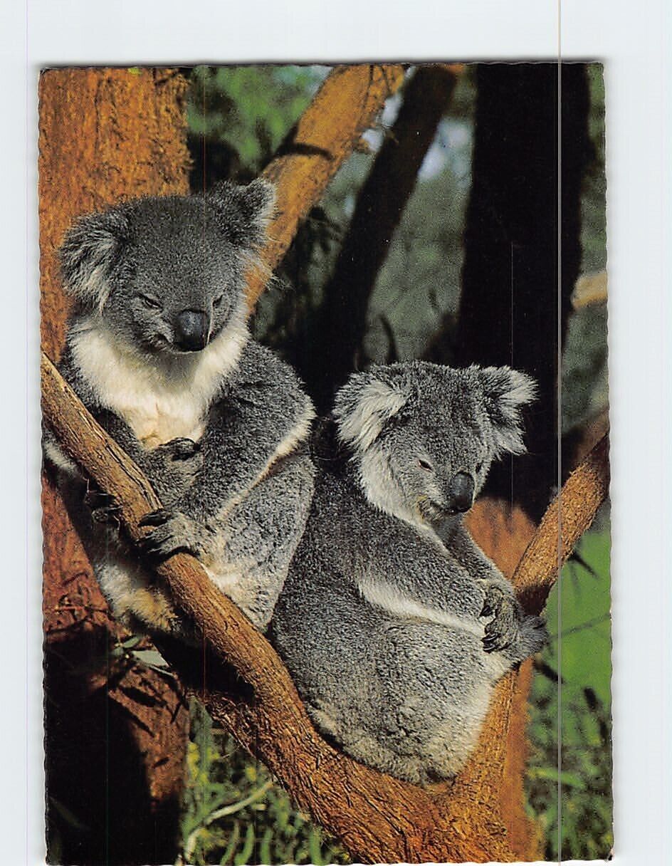 Postcard Koalas Sir Colin MacKenzie Fauna Park Healesville Australia