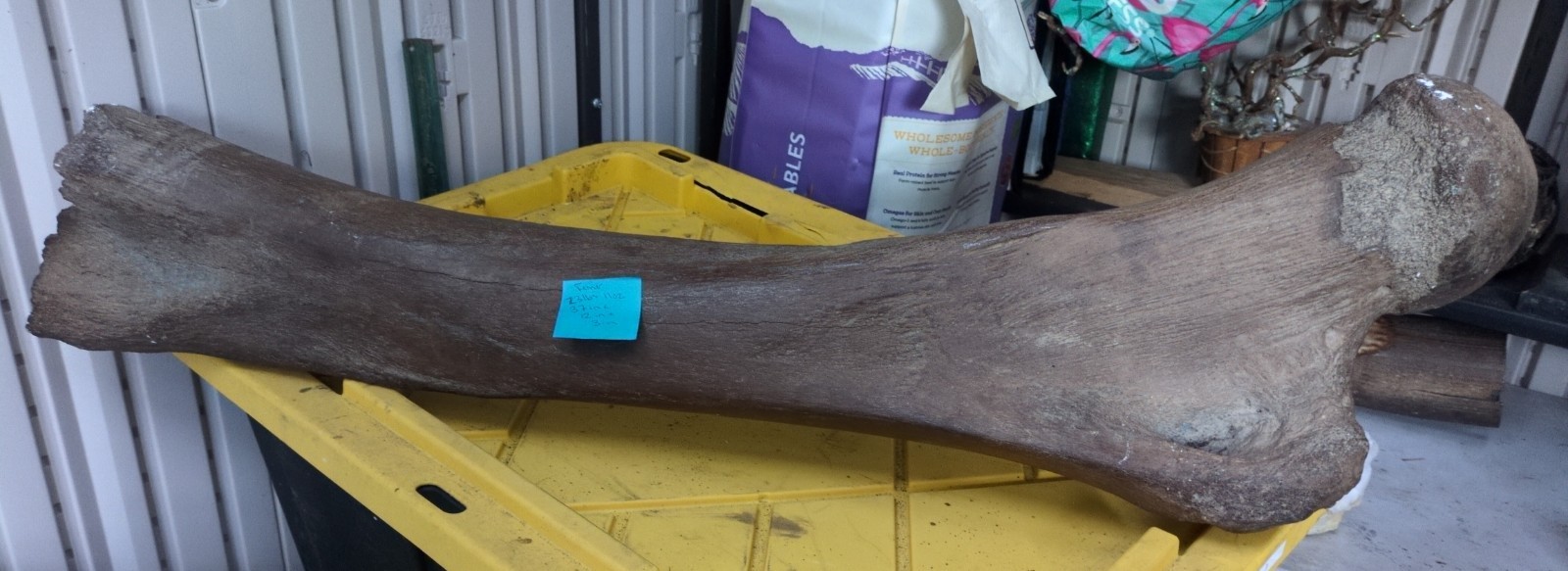 Prehistoric Ice Age Era XXL Specimen Natural Form (23lbs 11oz) 