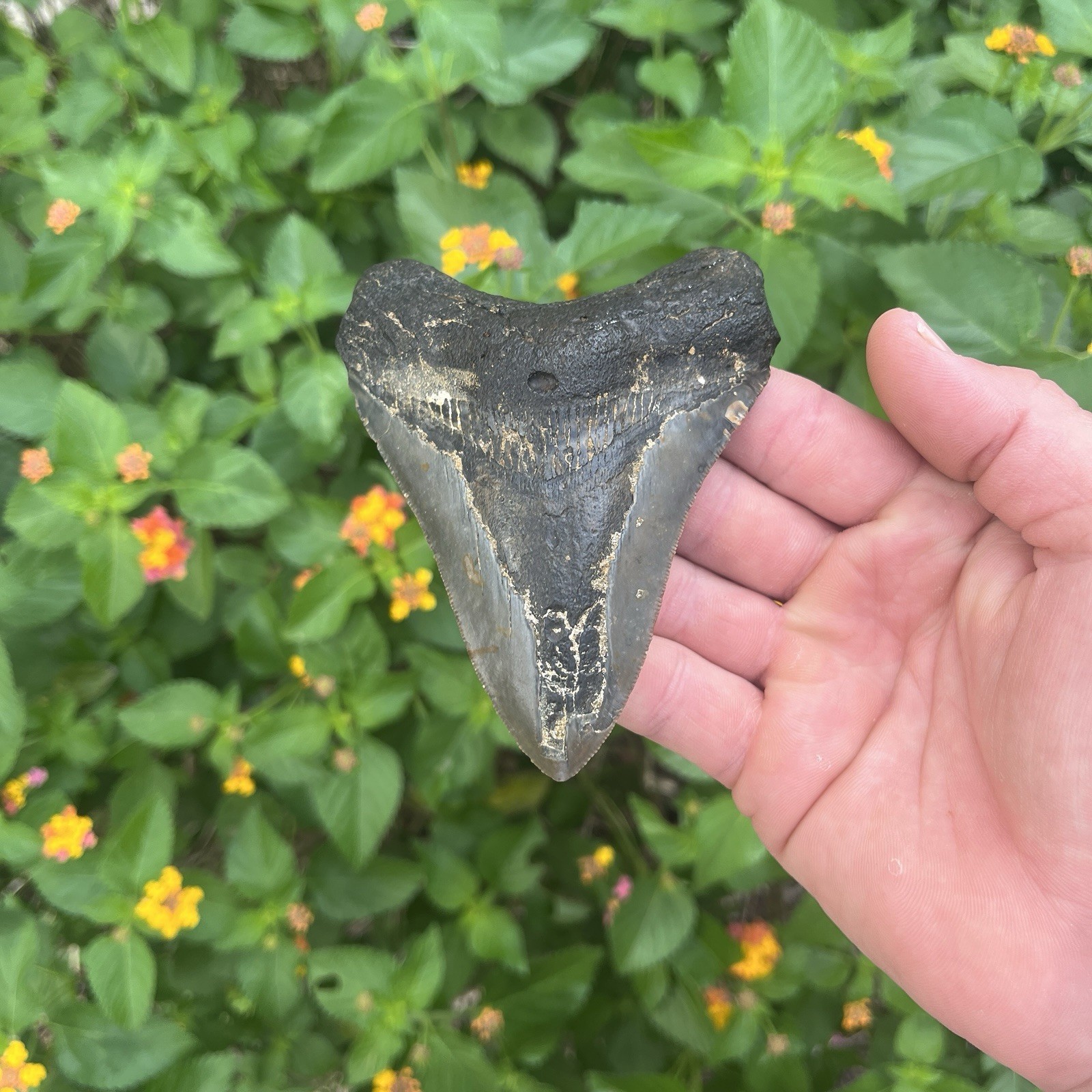 Real Megalodon Shark Tooth 4.38” Big Fossil Shark Teeth From NC