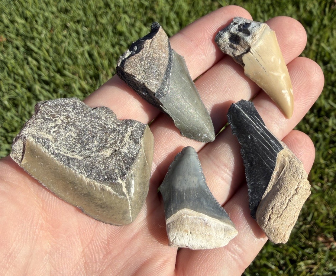 Fossil Megalodon Shark Tooth LOT Group of Real Shark Teeth Fossils