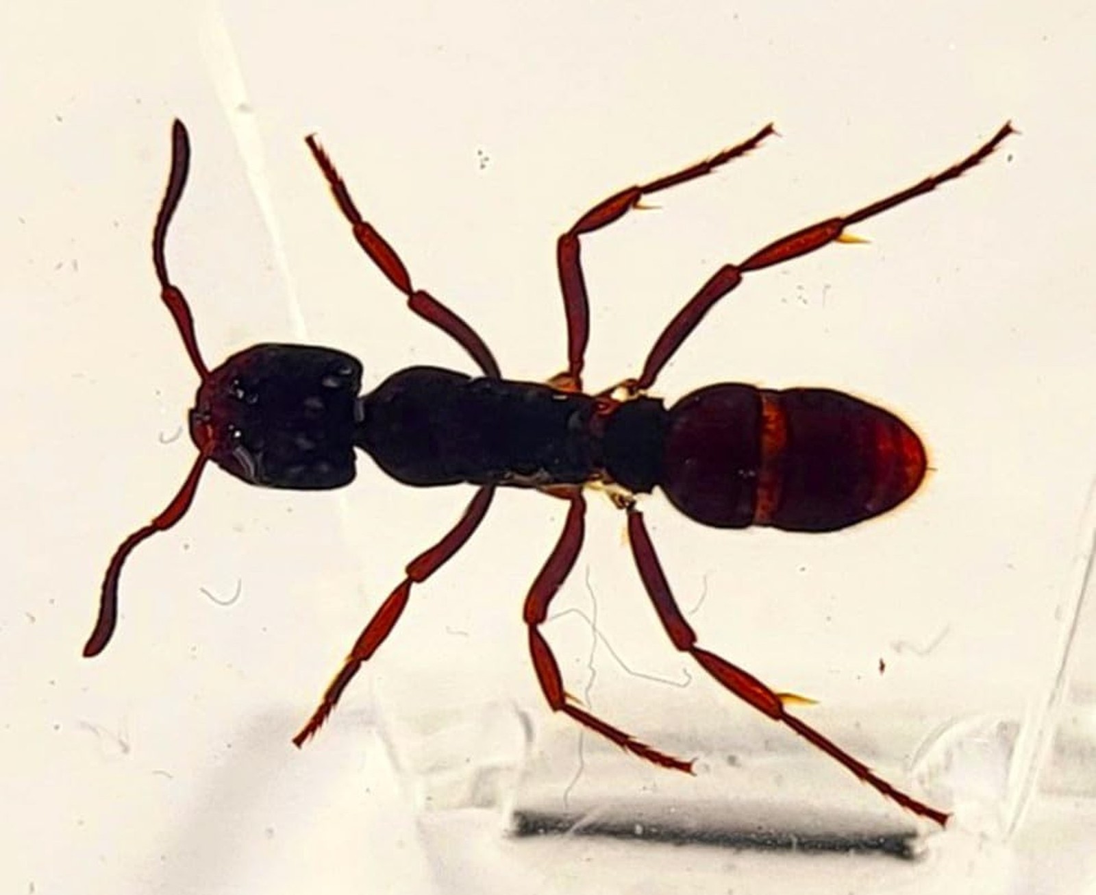 44mm Real Tropical Giant Ant in Crystal Clear Lucite Resin Specimen Preserved... 44mm Real Tropical Giant Ant in Crystal Clear Lucite Resin Specimen Preserved...