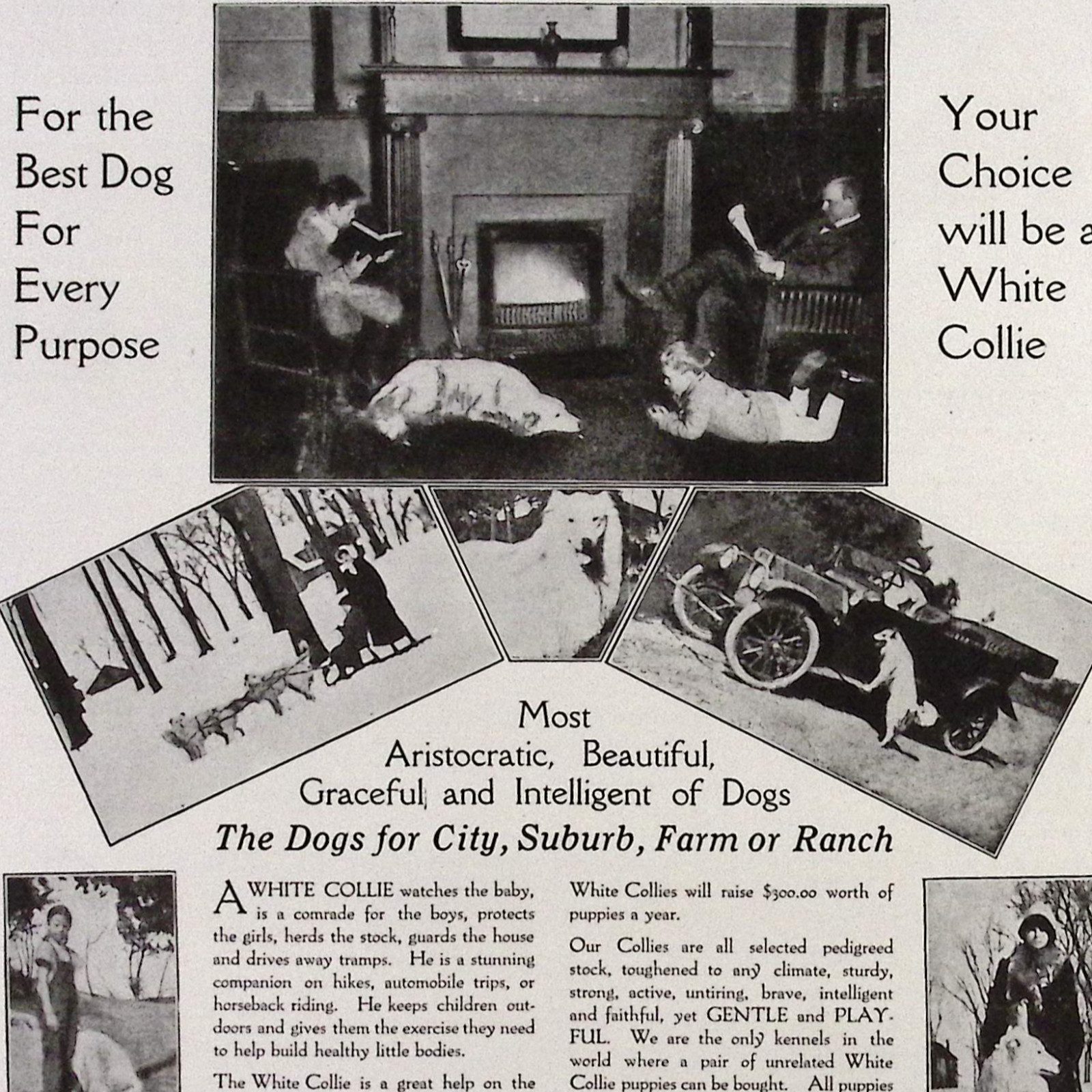 Island White Collie Kennels Oshkosh WI Aristocratic Beautiful  1926 Print Ad
