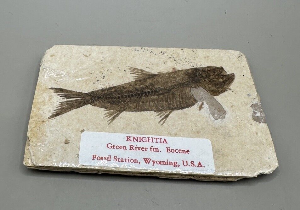 Knightia Eocaena Fossil Fish Green River WY