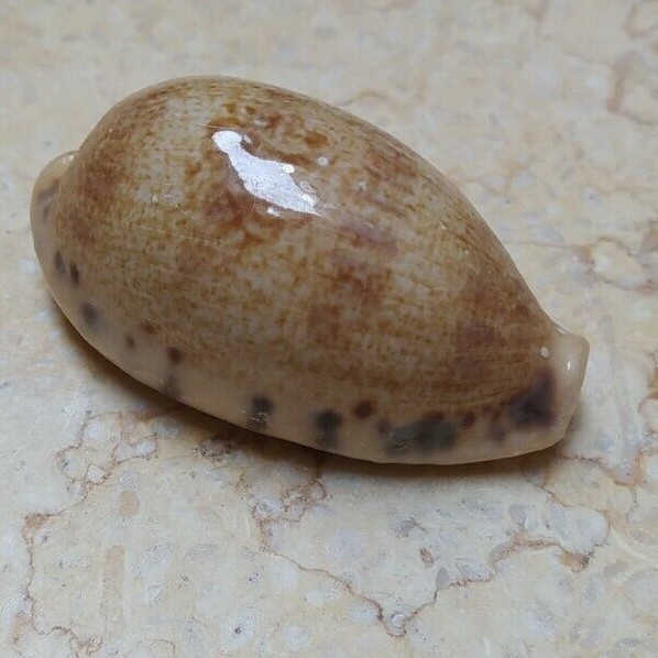 F Cypraea erronea quinquefasciata red sea shell 58.9mm F+++ Large Specimen F Cypraea erronea quinquefasciata red sea shell 58.9mm F+++ Large Specimen