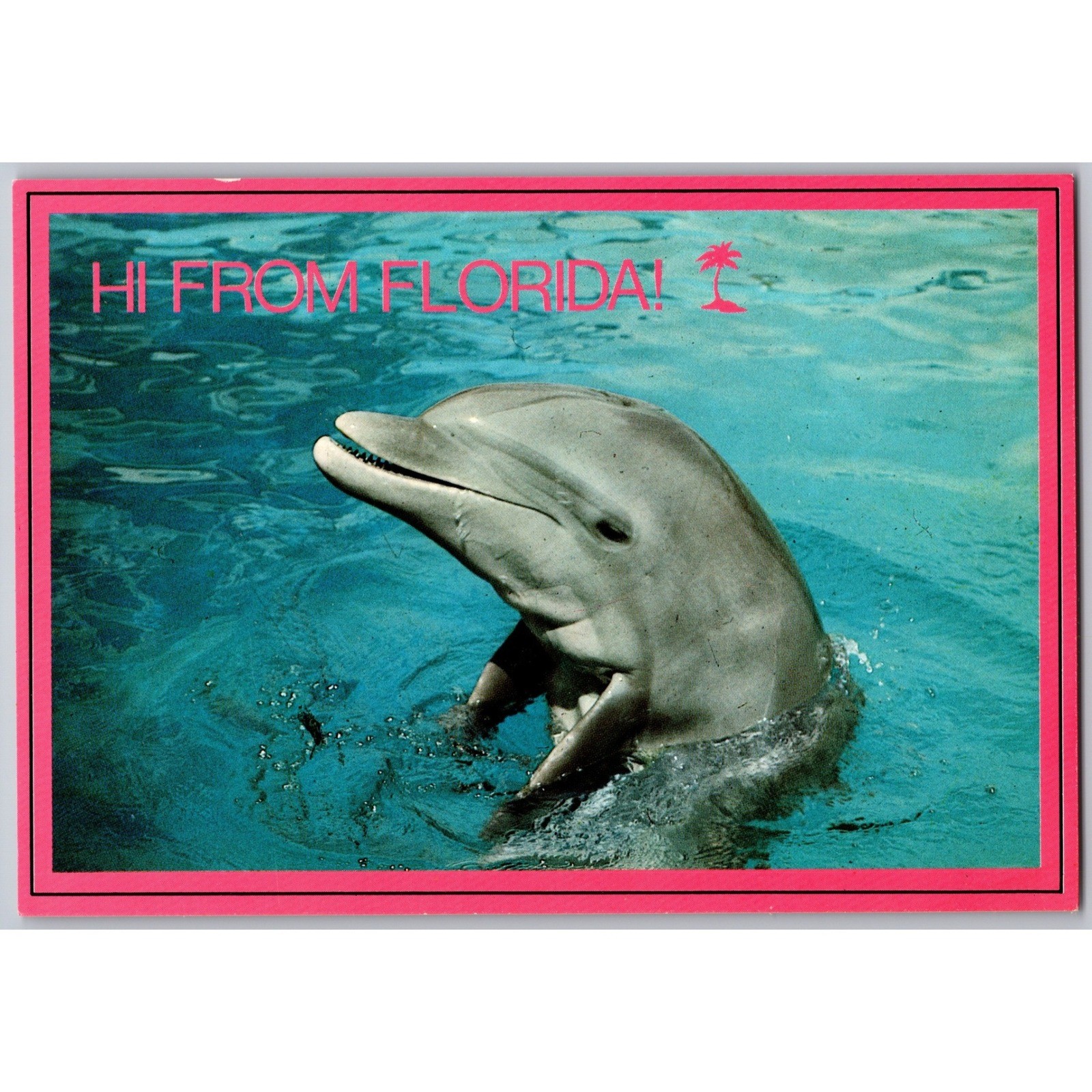 Vintage Florida Postcard Miami Seaquarium Dolphin Porpoise Hi From Florida