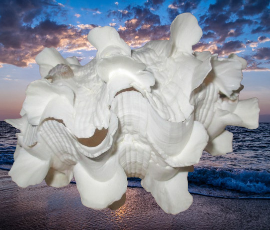 Large WHOLE fluted Clam shell Tridacna Squamosa found Pacific Ocean in Fiji Large WHOLE fluted Clam shell Tridacna Squamosa found Pacific Ocean in Fiji